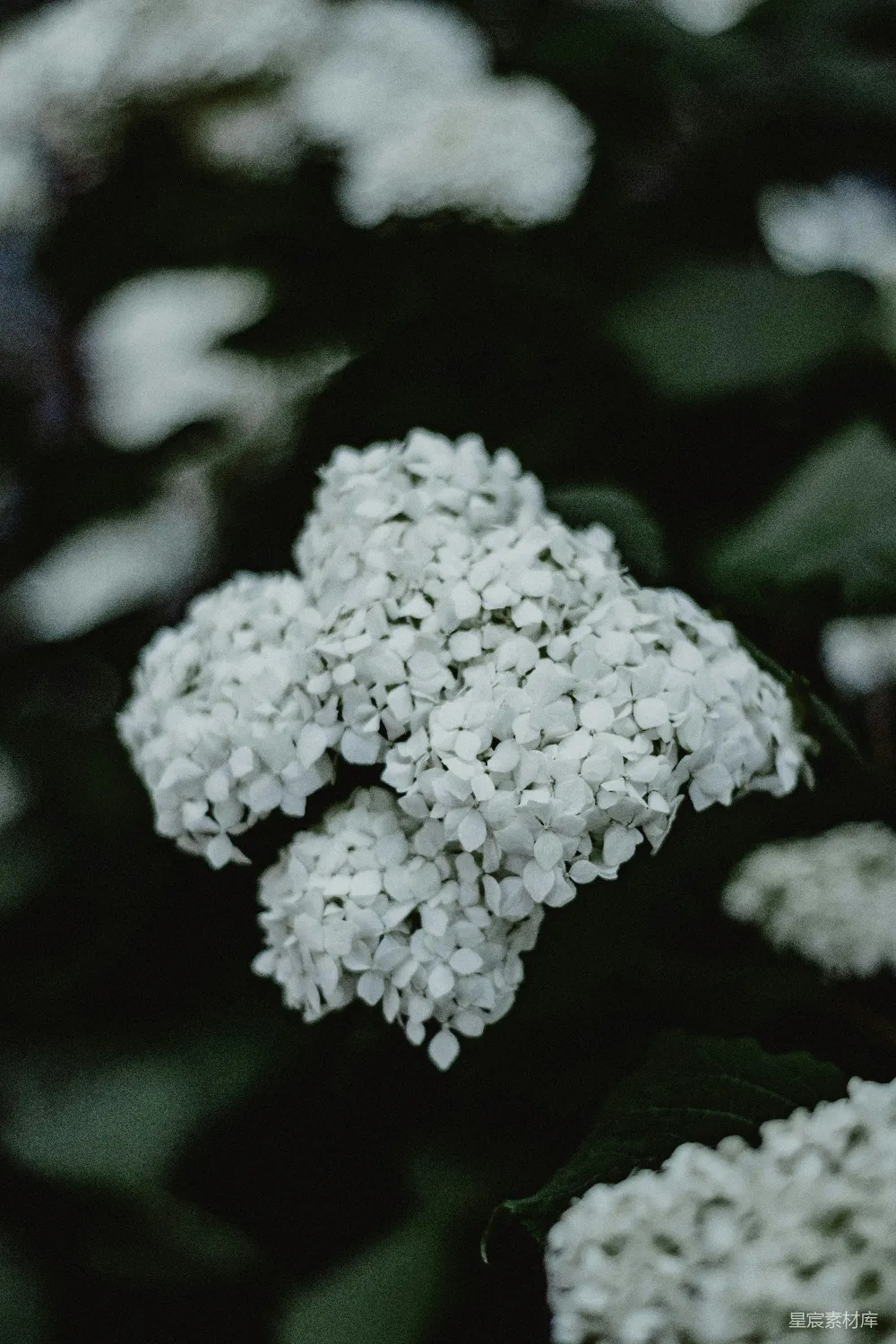 高清摄影 白色绣球花 自然 花卉 清新 背景 纯净的白色绣球花