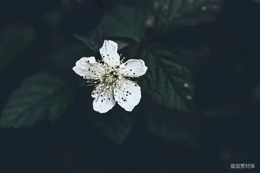 高清摄影 花朵 自然 静谧 摄影 植物 白花与深色背景