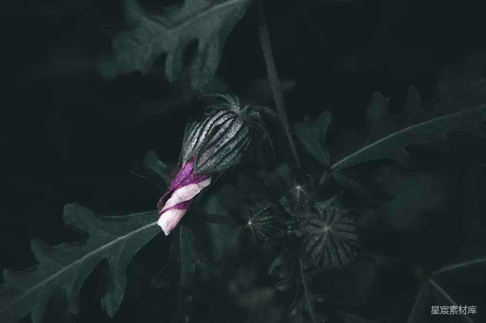 高清摄影 植物 自然 特写 紫色 深色调 紫色花蕾与深色背景