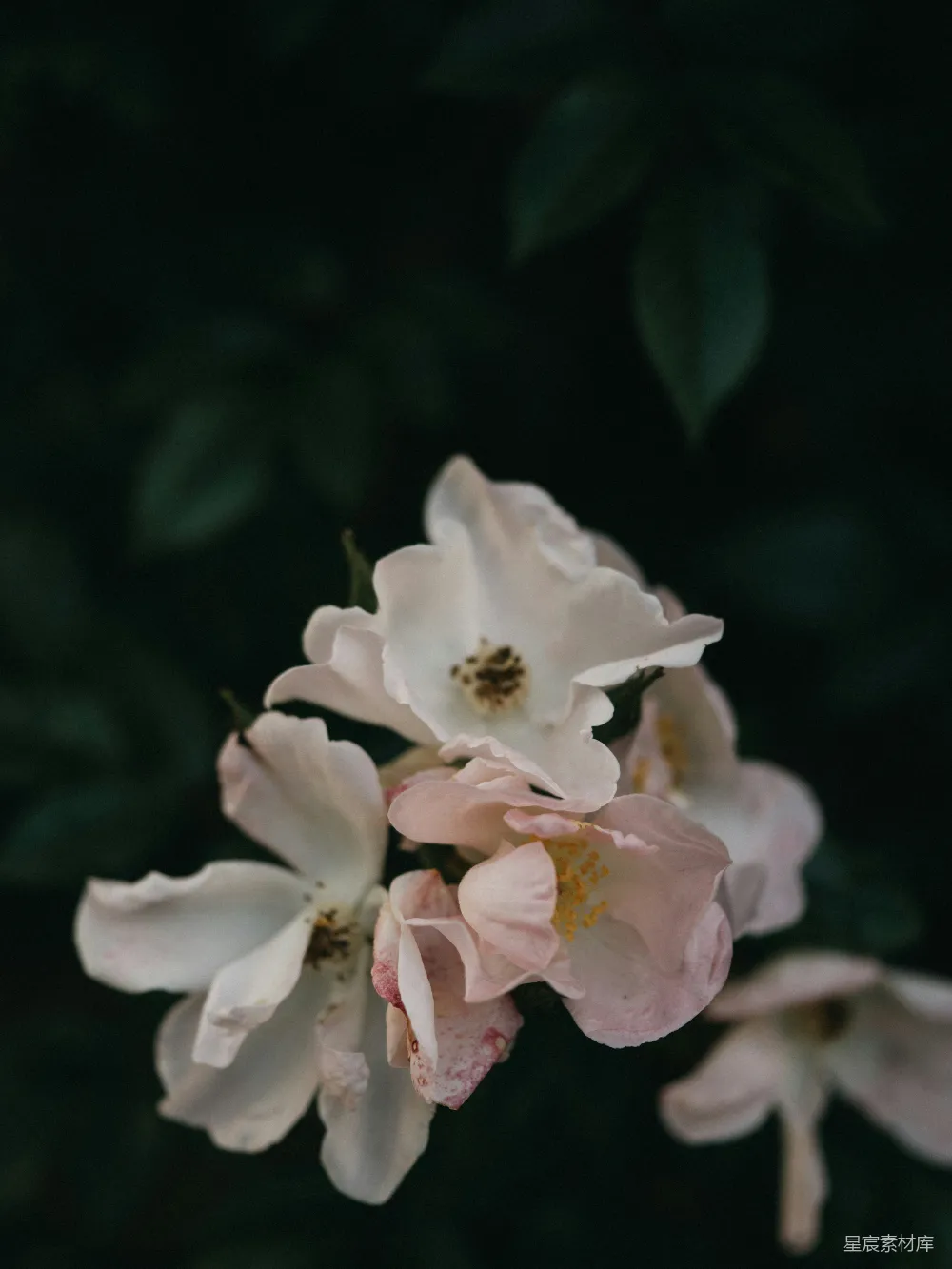高清摄影 花朵 自然 浪漫 摄影 花卉 淡雅的玫瑰花丛