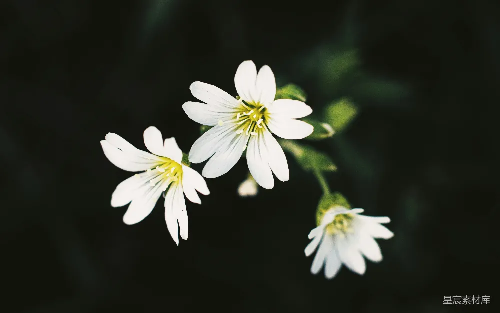 高清摄影 花朵 自然 清新 摄影 宁静 白色小花的静谧之美