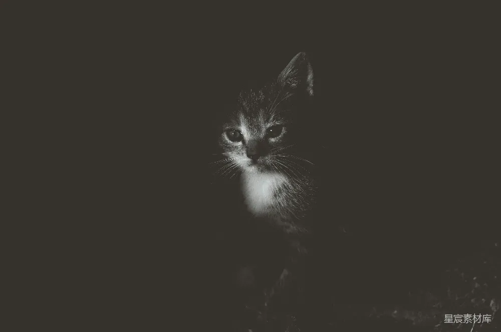 高清摄影 猫咪 黑白摄影 宁静 自然 动物 夜幕下的小猫