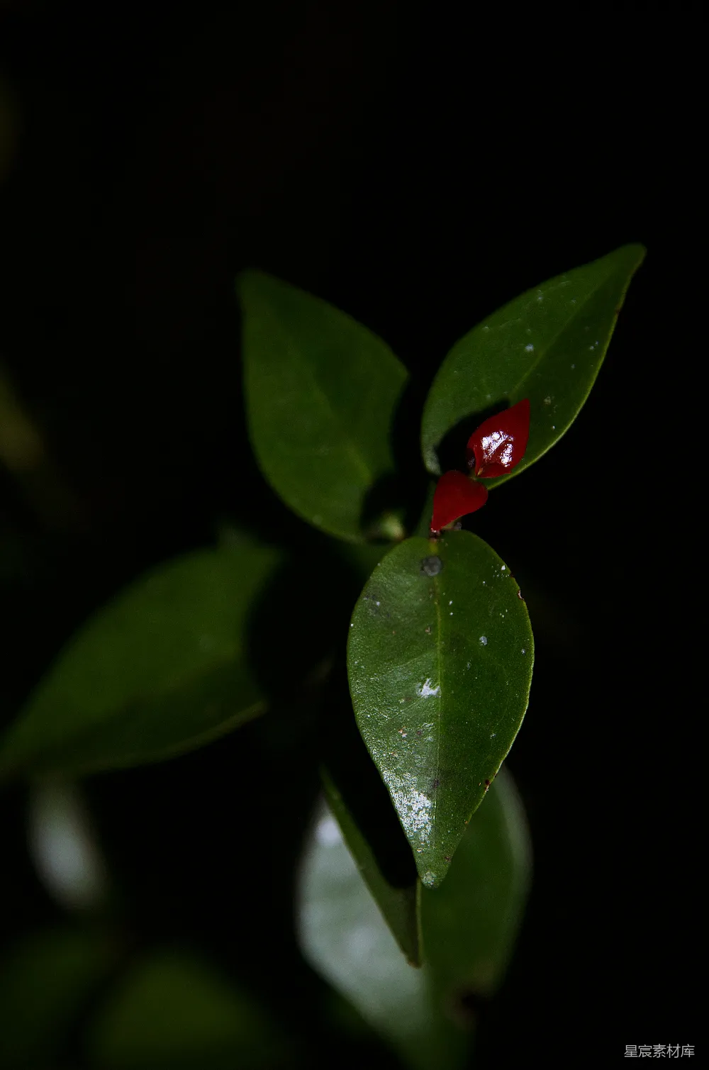 高清摄影 自然 植物 红色 绿色 微距 红果绿叶的自然之美