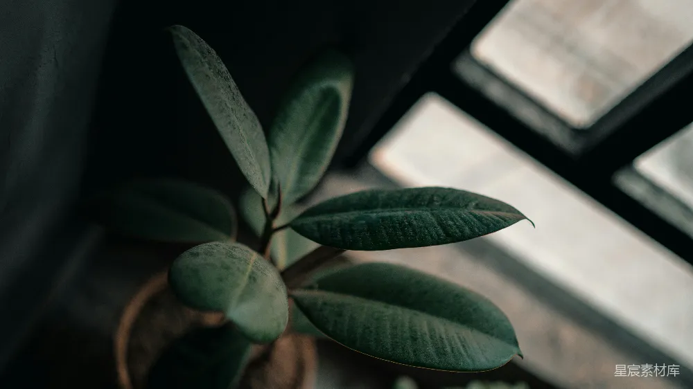 高清摄影 植物 窗边 绿色 自然 静谧 窗边的绿植