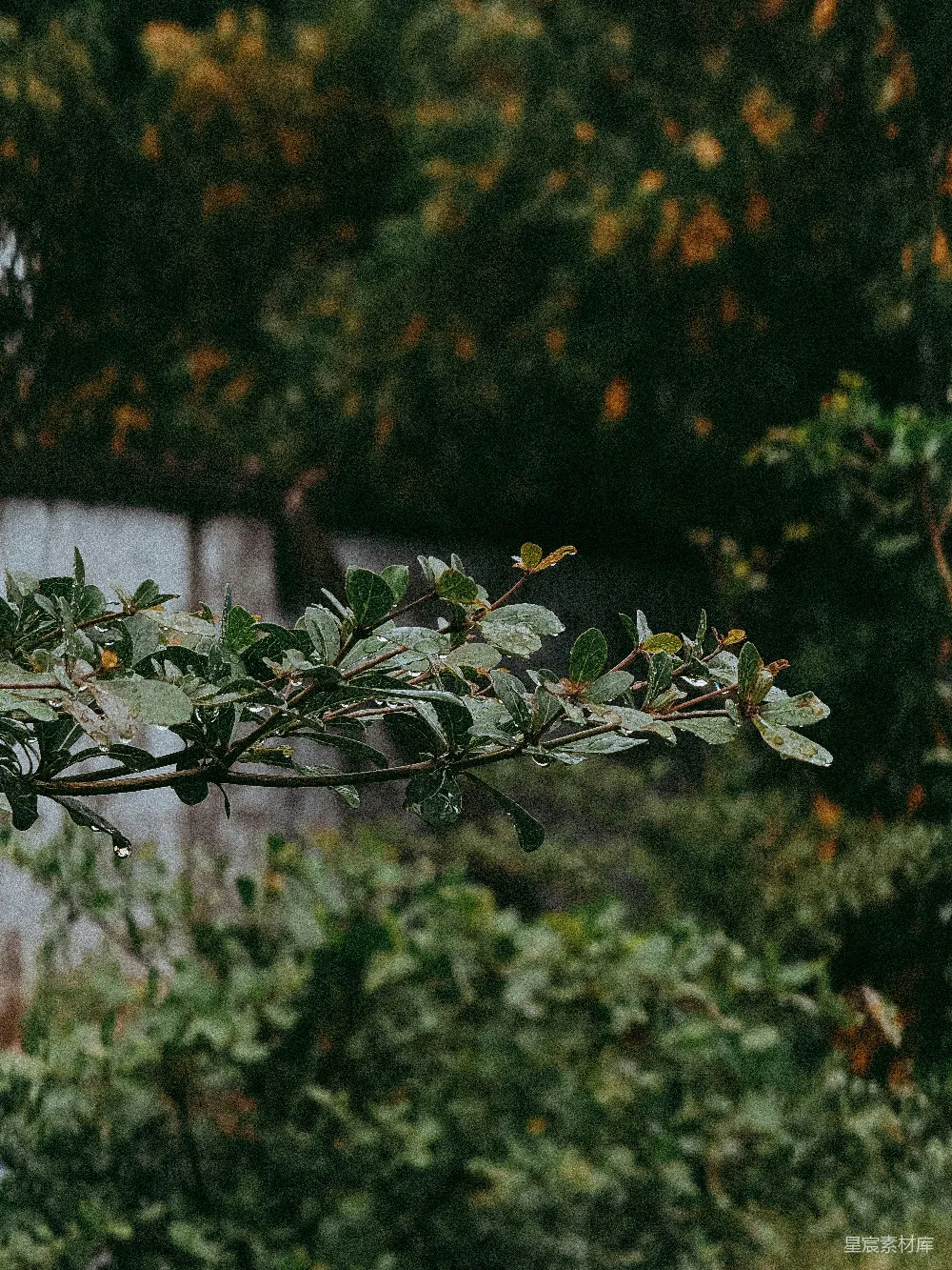 高清摄影 自然 雨后 露珠 树枝 清新 雨后树枝上的露珠