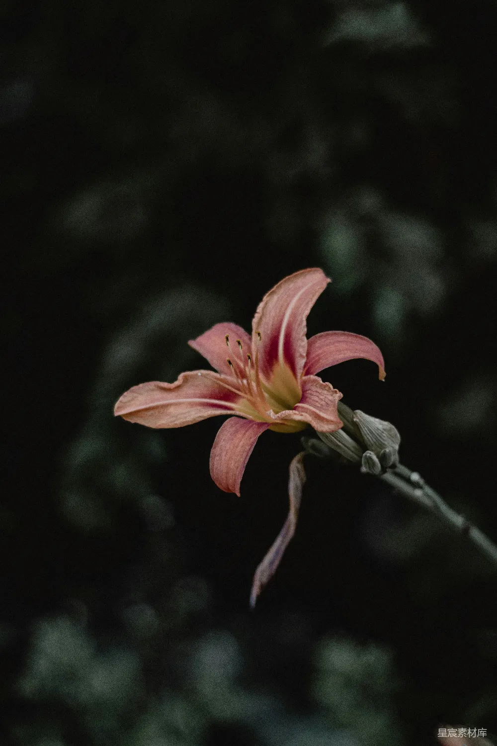 高清摄影 百合花 自然 清晨 花卉 静谧 晨光中的百合花