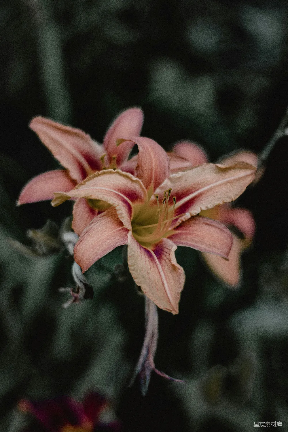 高清摄影 百合花 粉红色 自然 花卉 静谧 粉红百合的优雅时刻