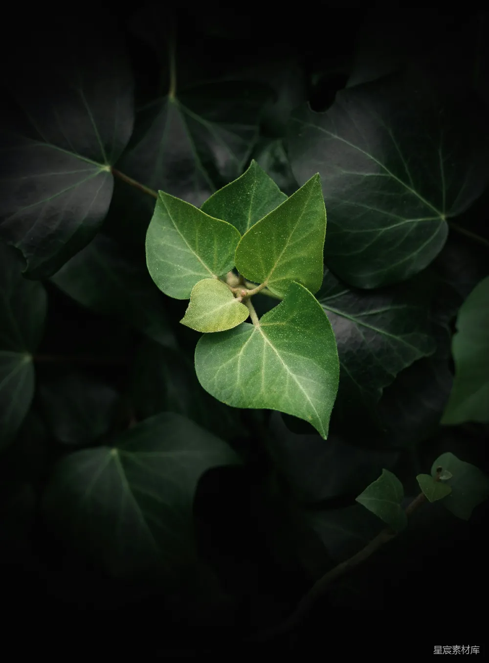 高清摄影 绿叶 自然 细节 摄影 宁静 绿叶特写