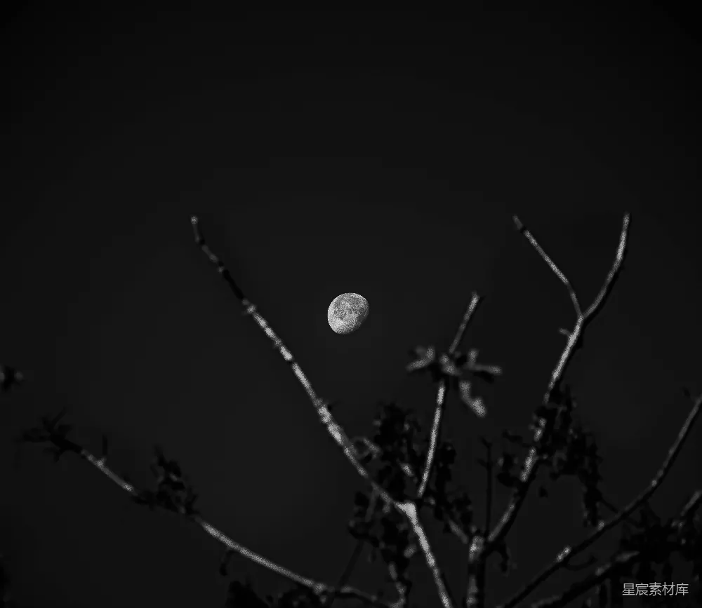 高清摄影 月夜 枯枝 黑白摄影 自然 宁静 月夜下的枯枝