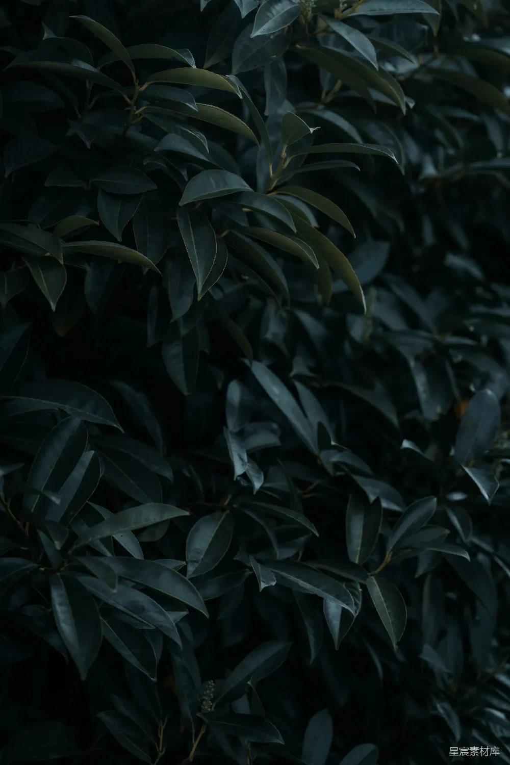 高清摄影 植物 自然 深邃 绿色 宁静 深邃的绿色植物