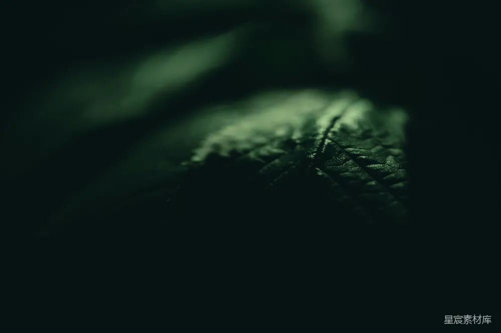 高清摄影 深邃 绿色 自然 植物 特写 深邃的绿色植物特写