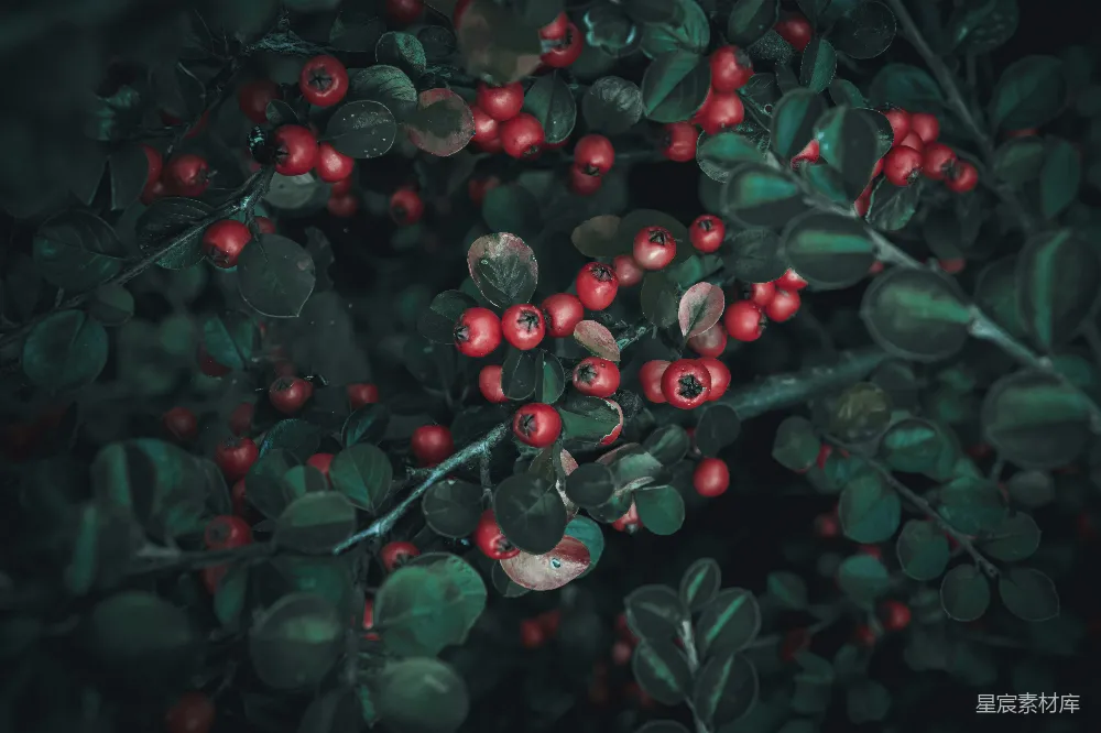 高清摄影 植物 自然 红色 绿色 秋季 红果绿叶的自然美景