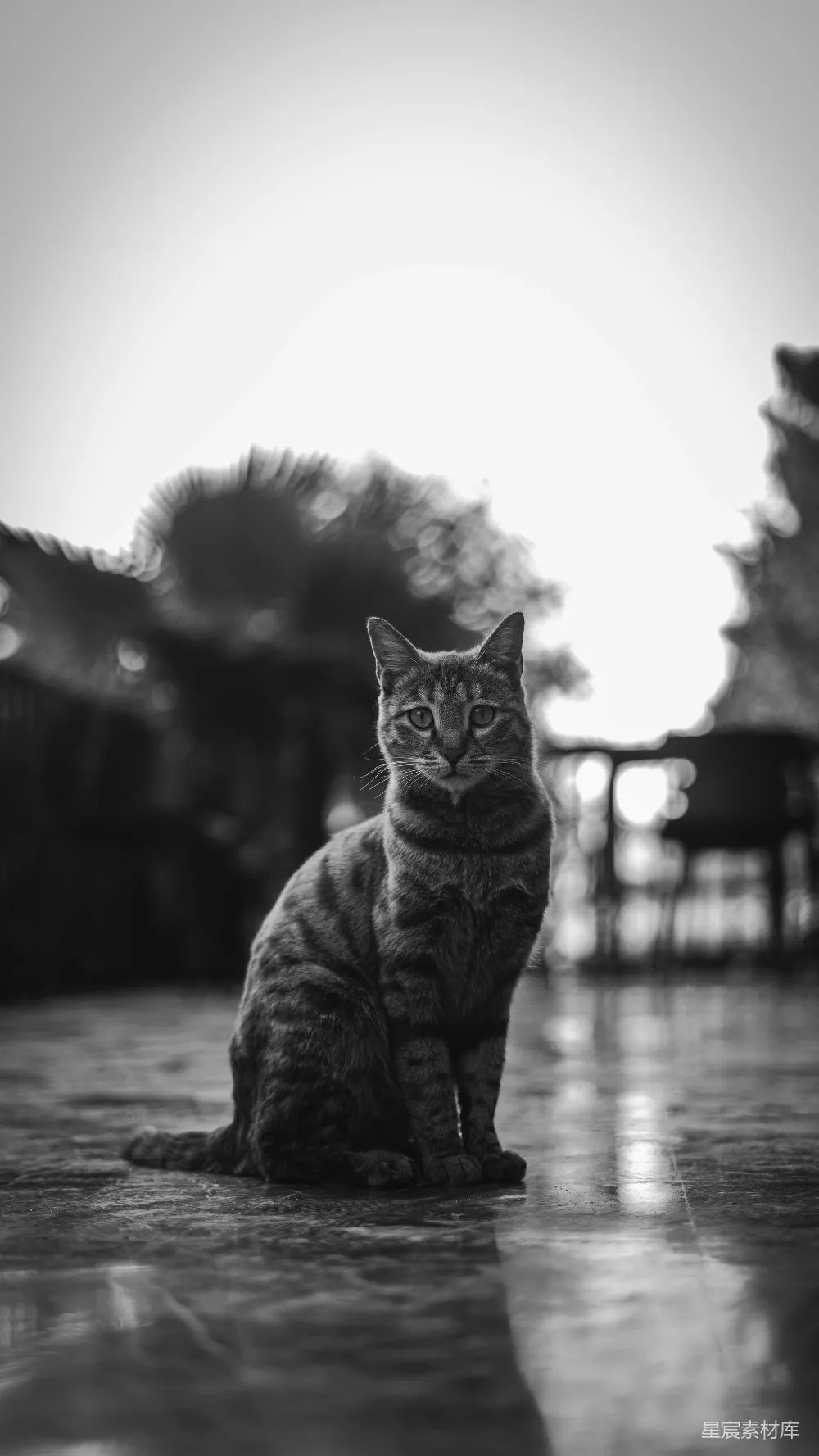 高清摄影 猫咪 黑白色调 动物 静物 摄影 黑白色调中的猫咪