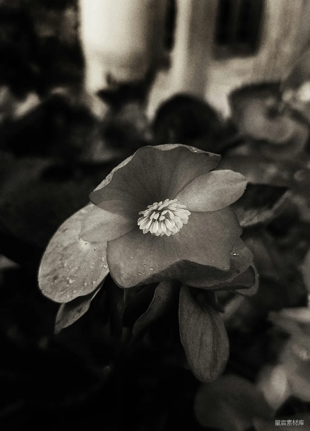 高清摄影 黑白摄影 花卉 自然 特写 静谧 黑白特写：神秘的花朵