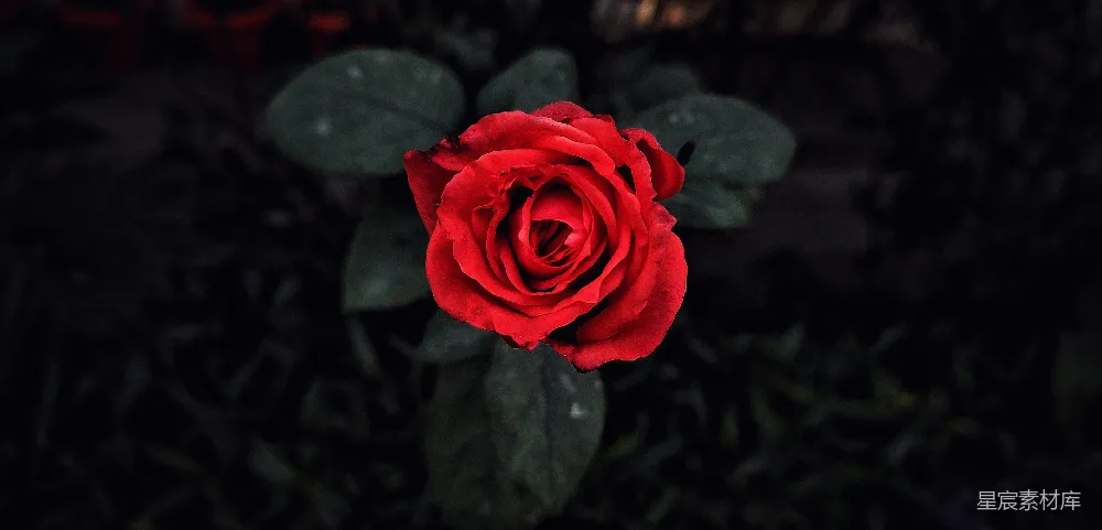 高清摄影 红玫瑰 暗夜 花卉 自然 情感 暗夜中绽放的红玫瑰