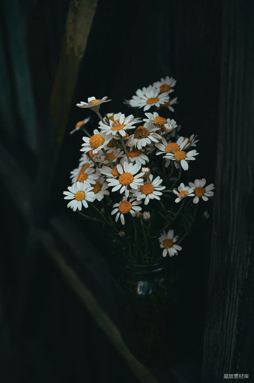 高清摄影 雏菊 静谧 花瓶 自然 摄影 雏菊的静谧时光