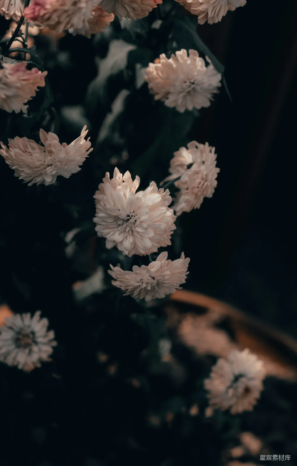 高清摄影 花朵 自然 秋日 柔和 背景 柔和的秋日花朵