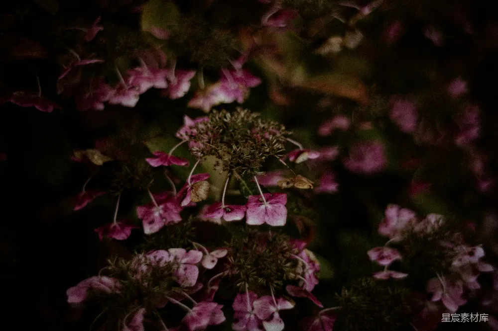 高清摄影 紫色花朵 暗夜 自然 花卉 宁静 暗夜中的紫色花朵