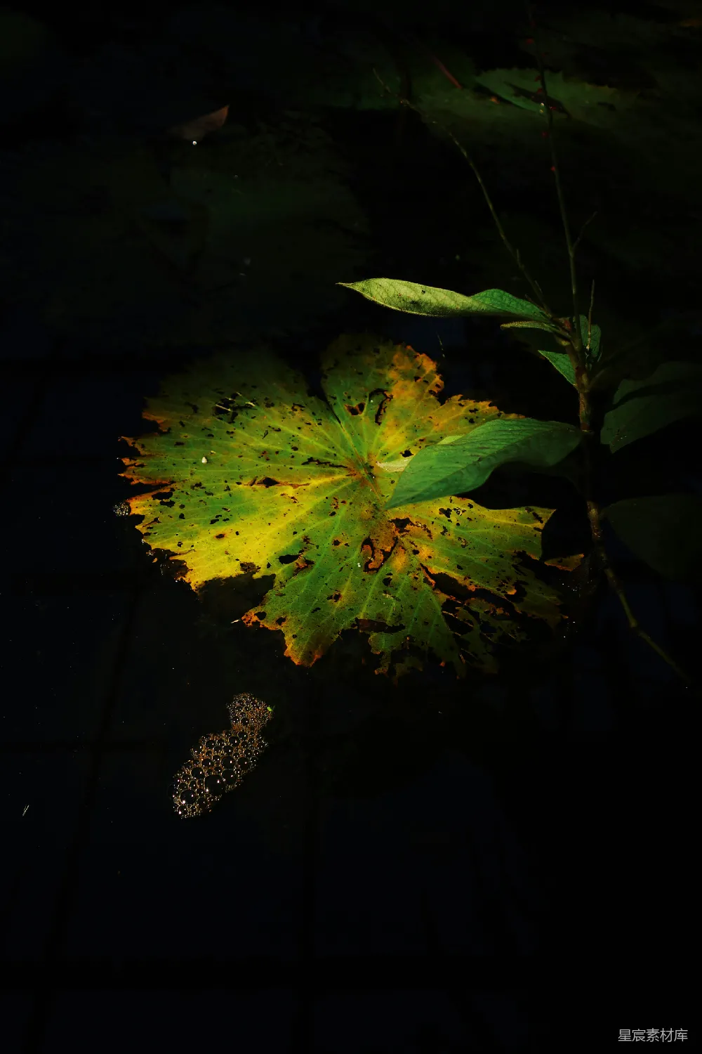 高清摄影 自然 静谧 光影 植物 水景 暗夜中的浮叶与泡沫