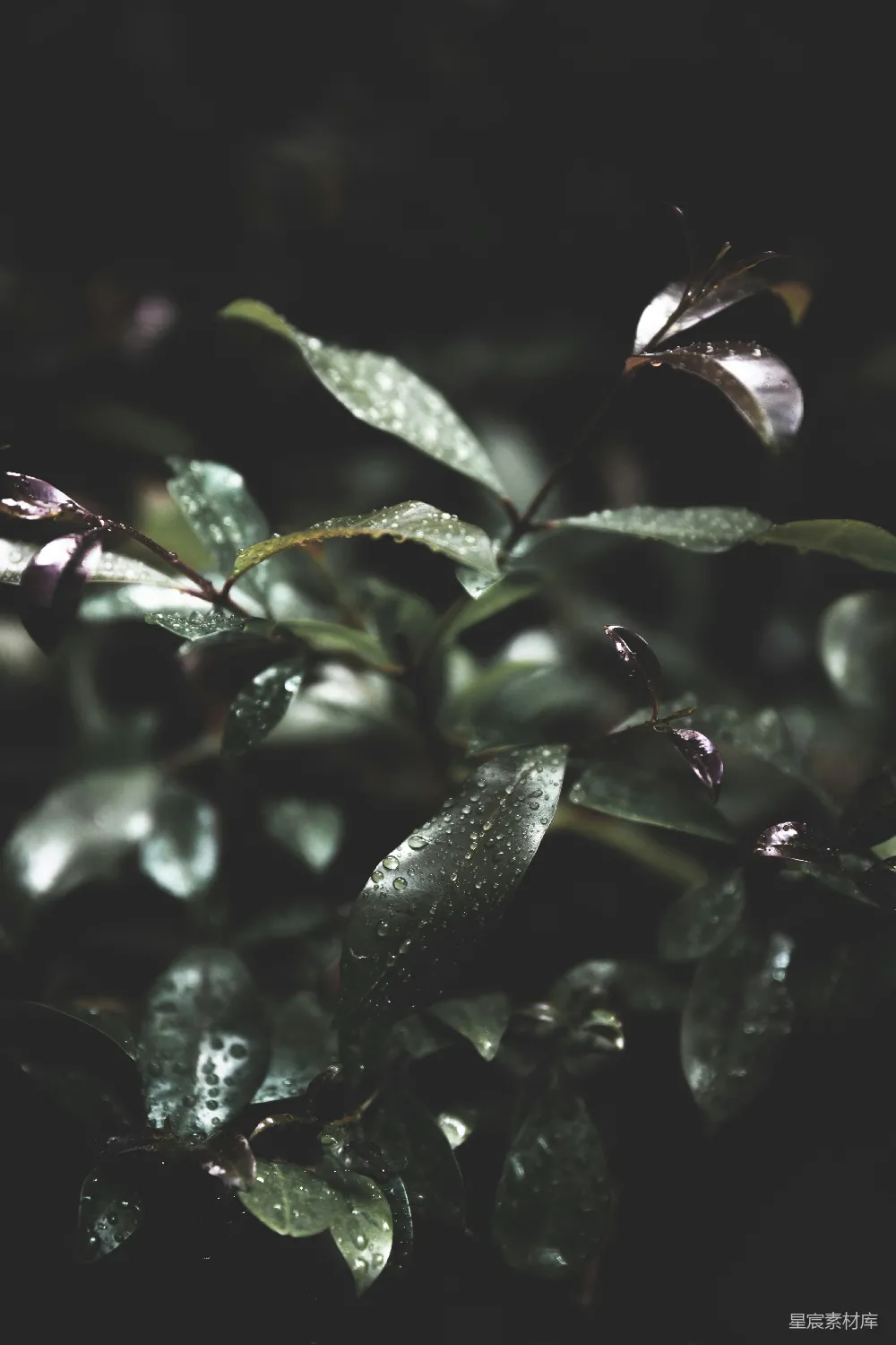 高清摄影 自然 植物 雨滴 清新 自然美景 雨后绿叶