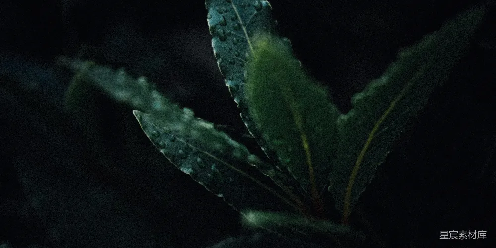 这张图片展示了清晨露珠覆盖在绿叶上的场景，背景是深色的，给人一种宁静而神秘的感觉。露珠在光线的照射下显得晶莹剔透，绿叶的边缘和纹理在微光中清晰可见，整体色调偏冷，营造出一种清新而宁静的氛围，适合用于自然、静谧、清晨等主题的场景。