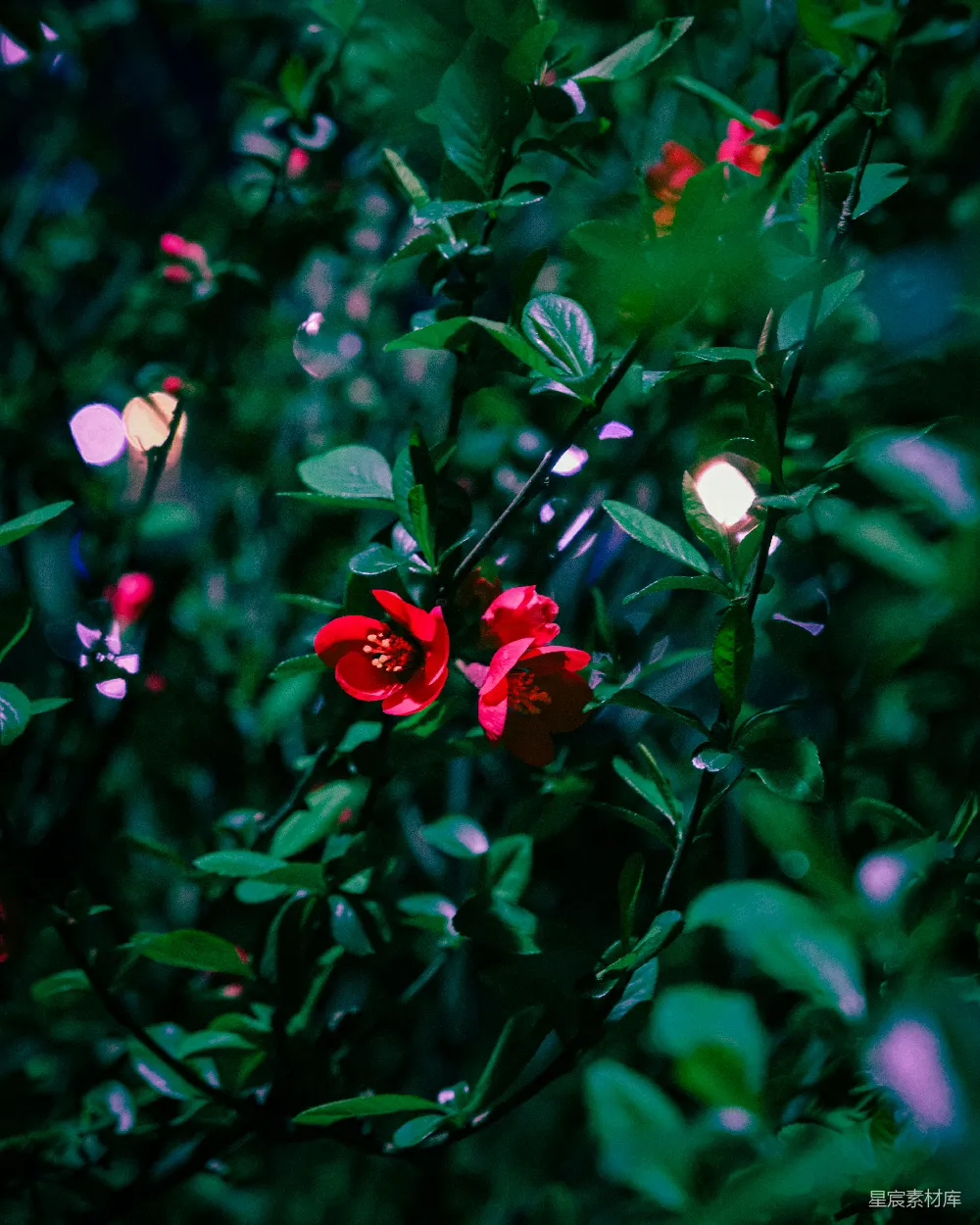 高清摄影 夜景 花卉 绿植 自然 静谧 夜色中的红花