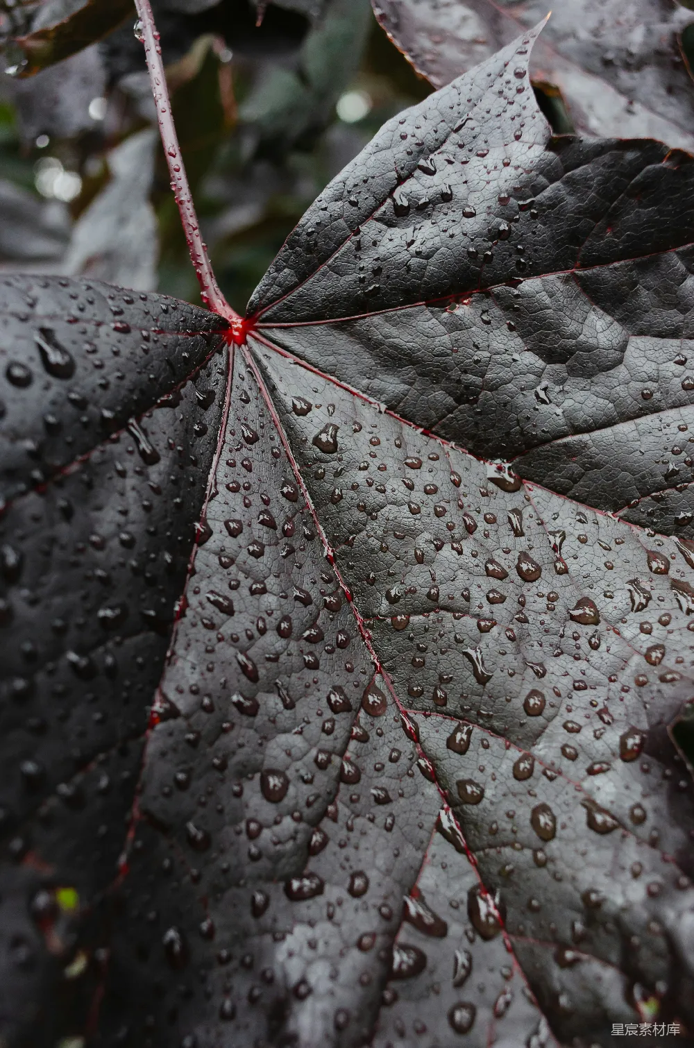 高清摄影 叶子 雨滴 深色 自然 细节 雨后深色叶子