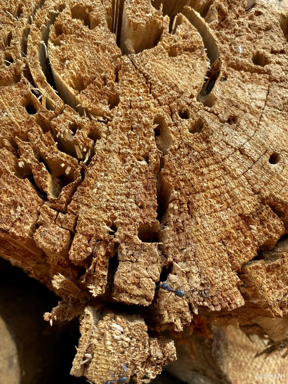 高清摄影 蚂蚁 朽木 自然 生态 昆虫 蚂蚁在朽木上爬行