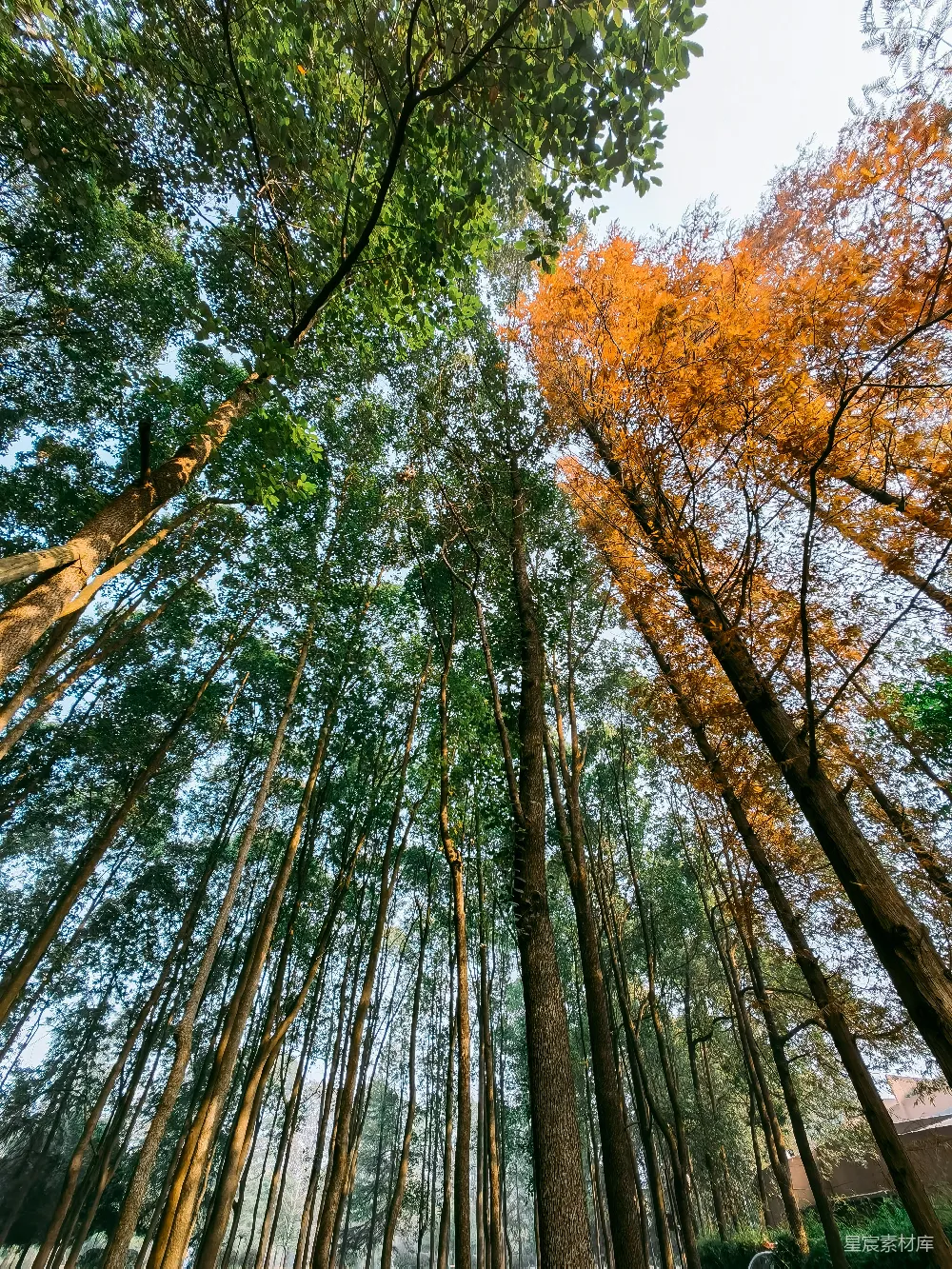 高清摄影 自然 秋天 森林 光影 宁静 秋日森林的光影交错