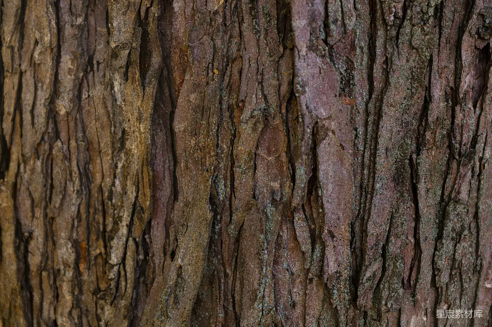 高清摄影 树皮 自然 纹理 背景 细节 树皮纹理特写