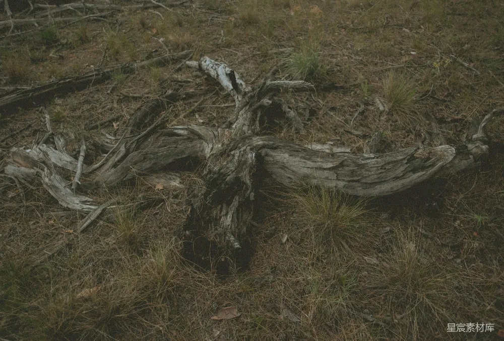 高清摄影 自然 荒凉 风景 静谧 枯木 枯木静默