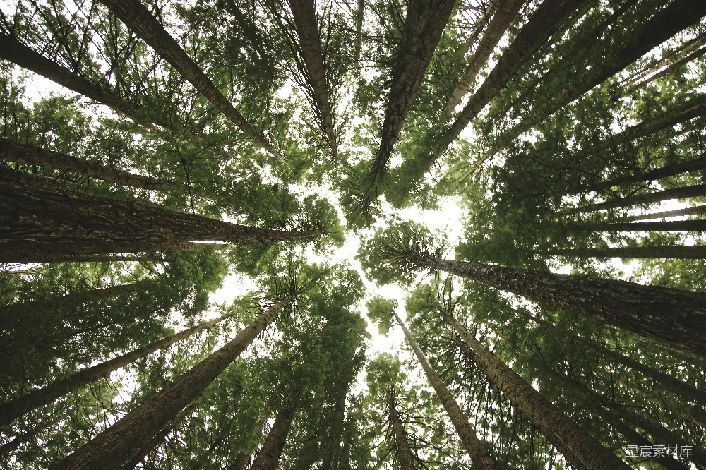高清摄影 森林 自然 仰视 宁静 树冠 仰望森林的天空