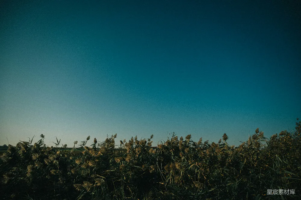 高清摄影 芦苇 黄昏 自然 宁静 乡村 黄昏芦苇