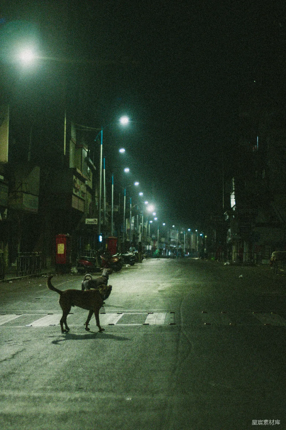 高清摄影 夜晚 街道 狗 孤独 城市 夜幕下的孤独行者