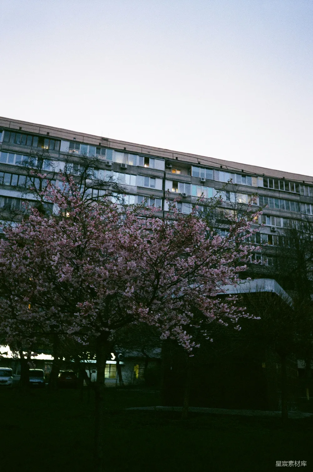 高清摄影 樱花 城市 黄昏 建筑 自然 樱花树下的城市黄昏