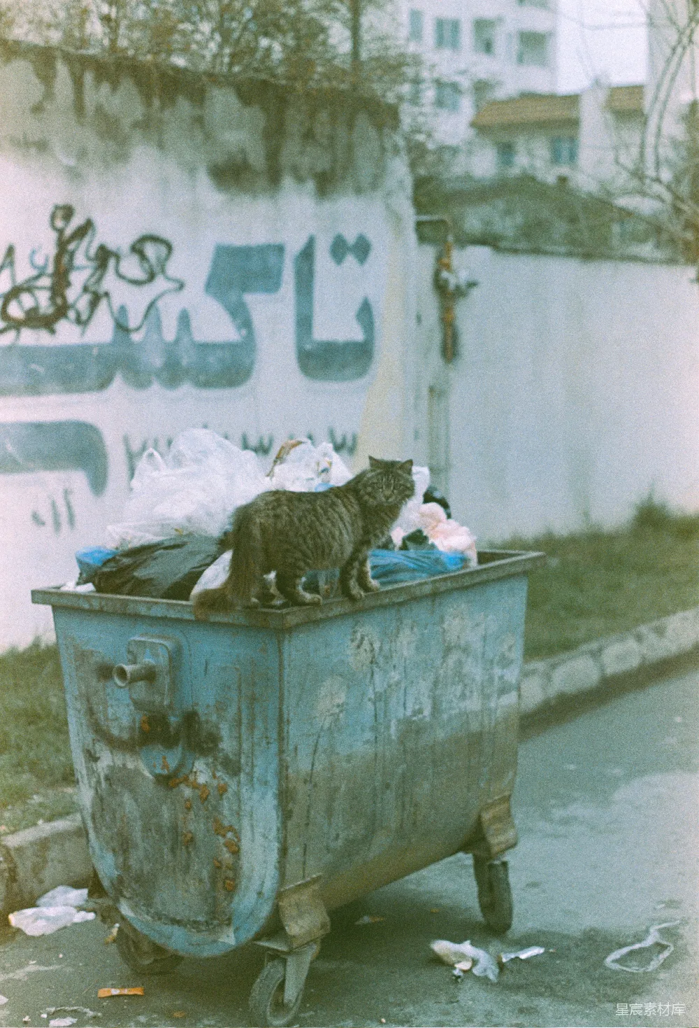 高清摄影 猫 垃圾箱 城市 街头 生活 猫在垃圾箱上的生活