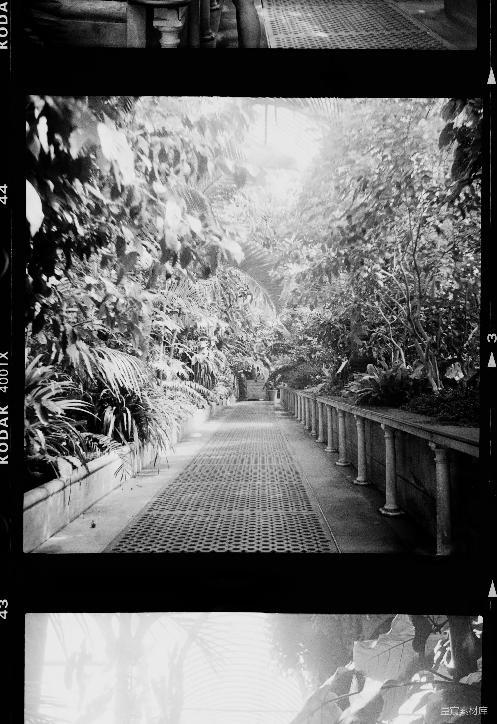 高清摄影 黑白色调 自然风光 植物园 光影效果 休闲场景 热带植物温室的光影长廊