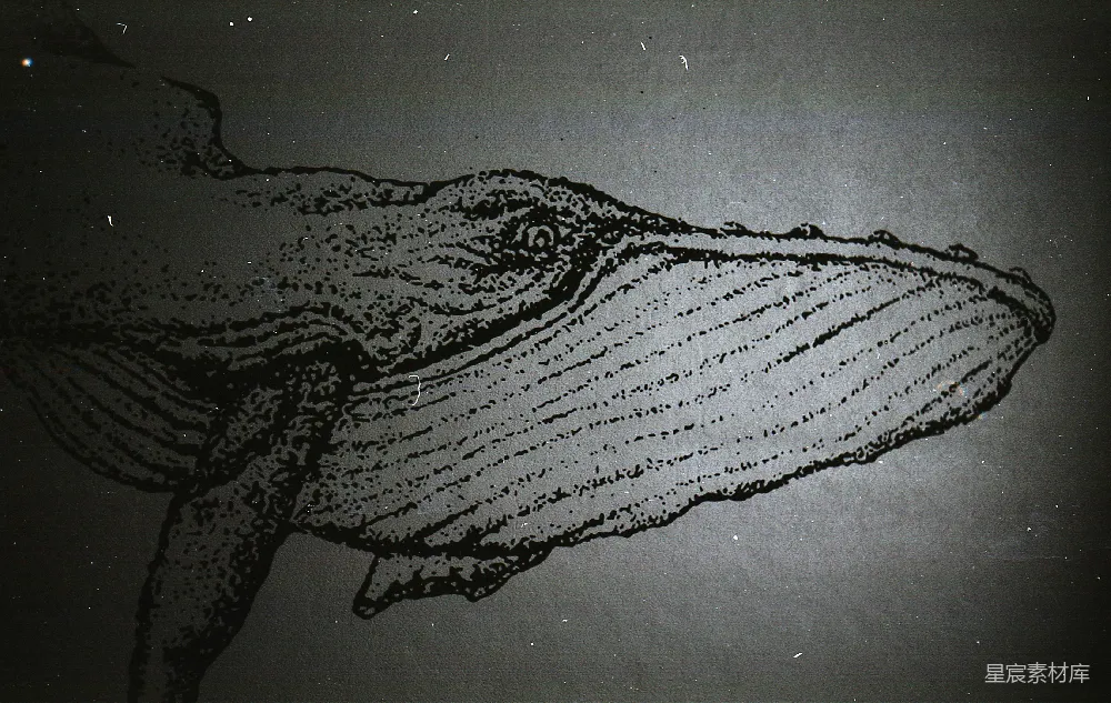 高清摄影 鲸鱼 素描 海洋生物 艺术 自然 深海巨鲸素描