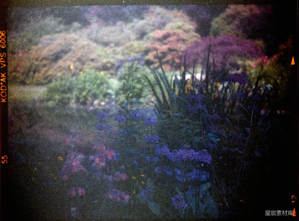 高清摄影 花园 梦幻 紫色 自然 户外 梦幻花园：紫色与绿色的交响