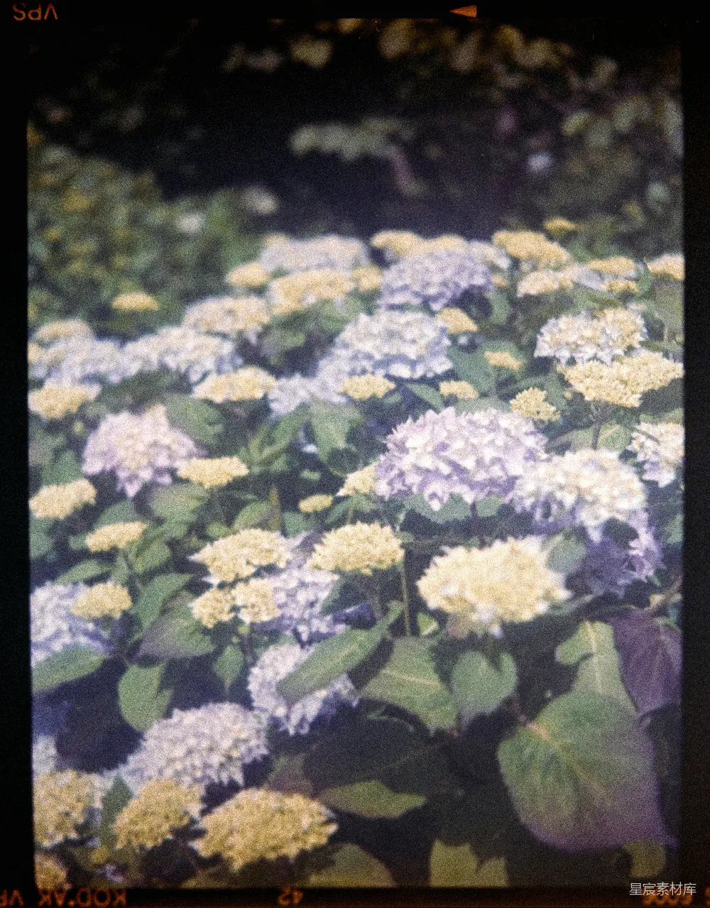高清摄影 花朵 自然 摄影 户外 植物 盛开的绣球花