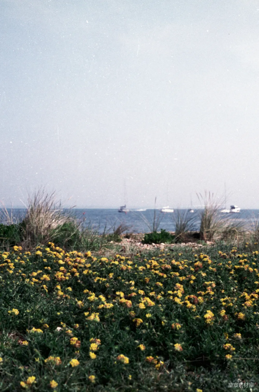 高清摄影 自然 风景 海洋 野花 宁静 海边的野花与帆船