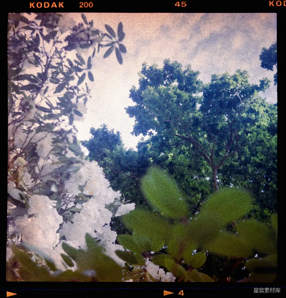 高清摄影 自然风光 户外摄影 植物之美 春天景象 自然和谐 自然之景：树木与花朵的和谐共舞