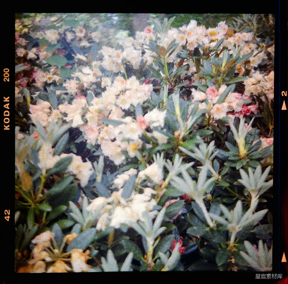 高清摄影 花朵 复古 自然 户外 摄影 复古胶片上的花朵