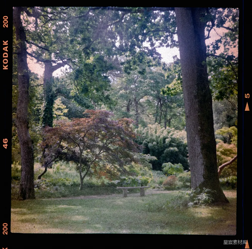 高清摄影 自然 风景 户外 宁静 树木 夏日森林中的静谧时光