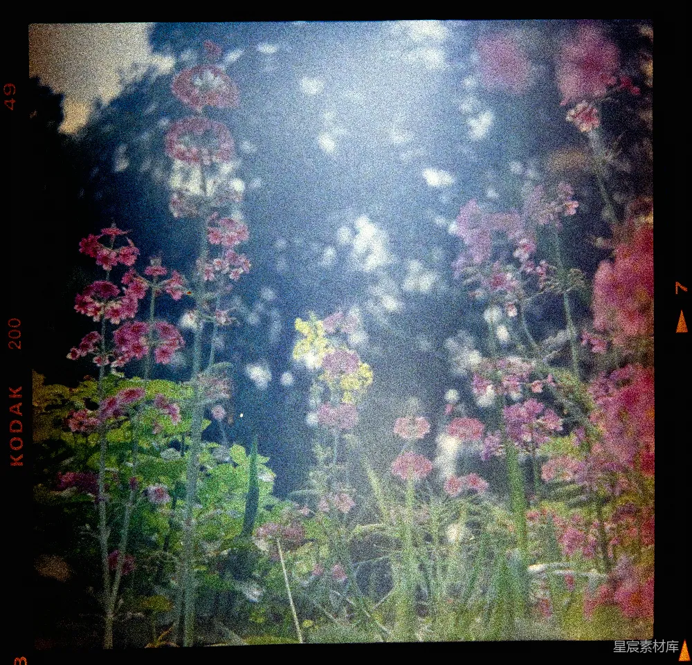 高清摄影 花园 梦幻 光影 植物 自然 梦幻花园：光与影的交织