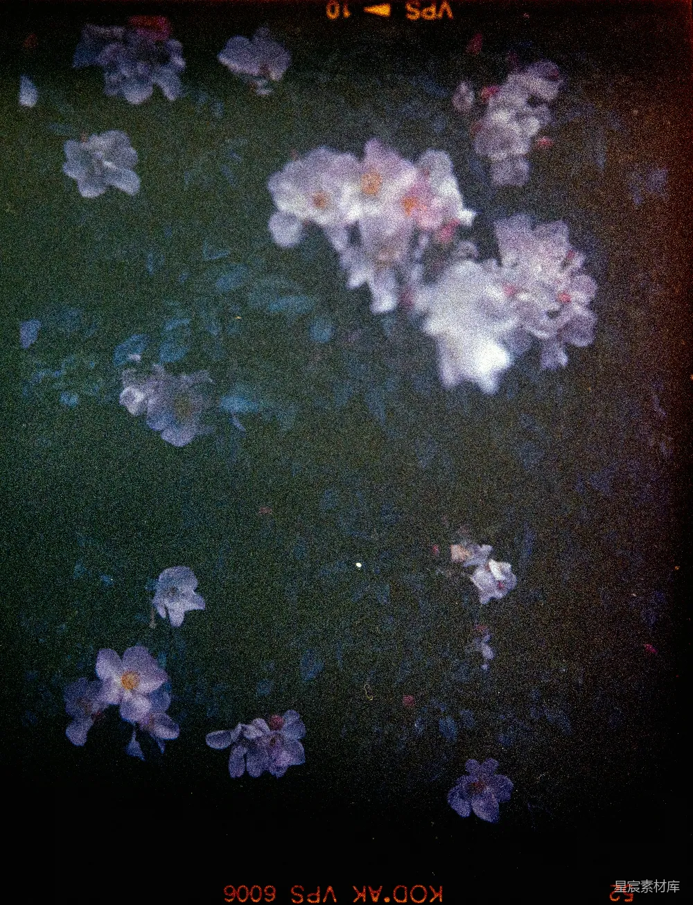 高清摄影 夜景 花朵 朦胧 自然 摄影 夜幕下的花影