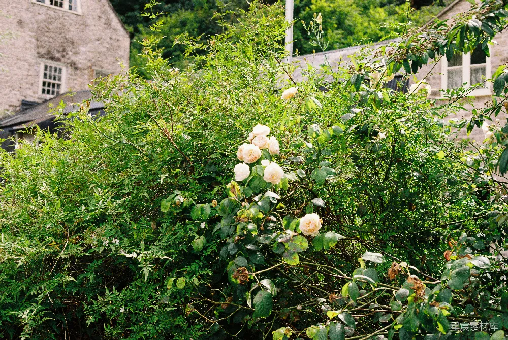 高清摄影 花园 自然 乡村 植物 玫瑰 乡村花园中的玫瑰花