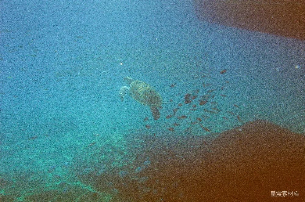 高清摄影 海洋 潜水 自然 动物 生态 海龟与小鱼的海洋之旅