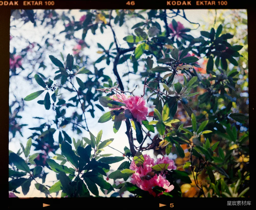 高清摄影 自然 花朵 摄影 户外 风景 粉色花朵与绿叶交织的自然美景