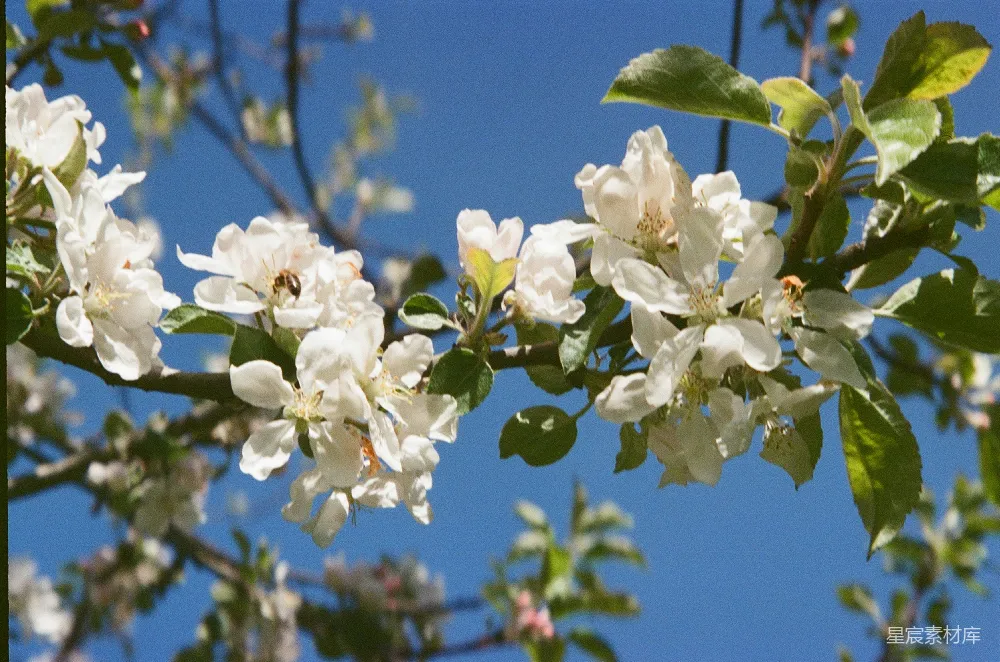高清摄影 春季 自然 花卉 蜜蜂 生机 春风中的花与蜜蜂